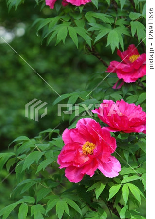 満開の赤い牡丹 126911636