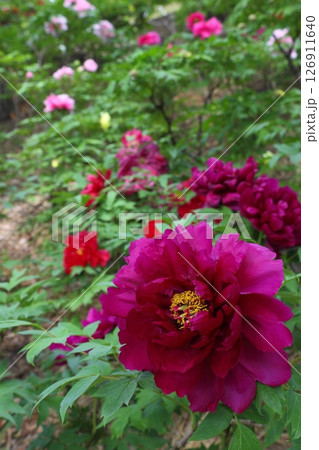 満開の牡丹のクローズアップ 126911640