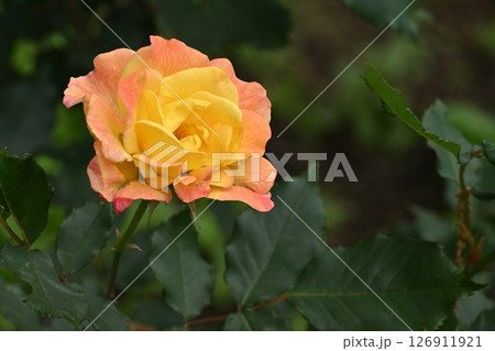 リオサンバ 126911921