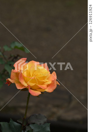 リオサンバ 126911924