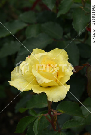 ゴールデン・メダイヨン 126911969