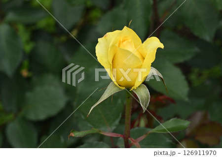 ゴールデン・メダイヨン 126911970