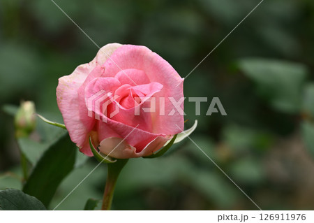 サマー・レディ 126911976