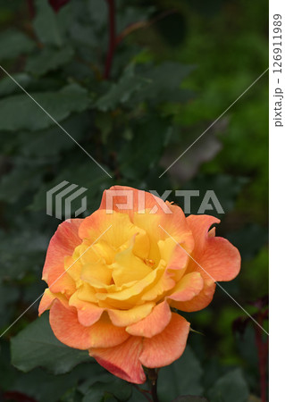 リオサンバ 126911989