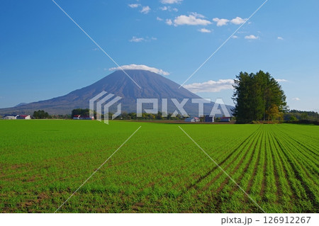 秋晴れの空を背景に緑輝く牧草地に浮かぶ北海道後方羊蹄山の風景 Ver2 秋晴れの空を背景に緑輝く牧草地に浮かぶ北海道後方羊蹄山の風景 Ver2 126912267