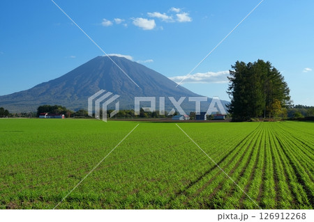秋晴れの空を背景に緑輝く牧草地に浮かぶ北海道後方羊蹄山の風景 Ver1 秋晴れの空を背景に緑輝く牧草地に浮かぶ北海道後方羊蹄山の風景 Ver1 126912268
