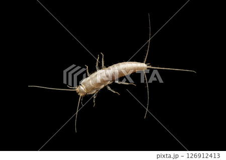 Silverfish on dark background Silverfish on dark background 126912413