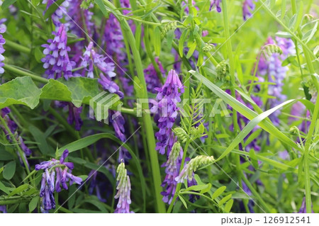 春の野原に咲く紫色のナヨクサフジの花 126912541