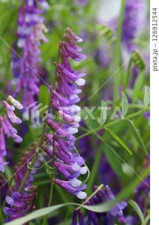 春の野原に咲く紫色のナヨクサフジの花 春の野原に咲く紫色のナヨクサフジの花 126912544