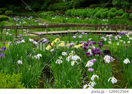 東京都町田市の薬師池公園の花しょうぶの風景 126912564