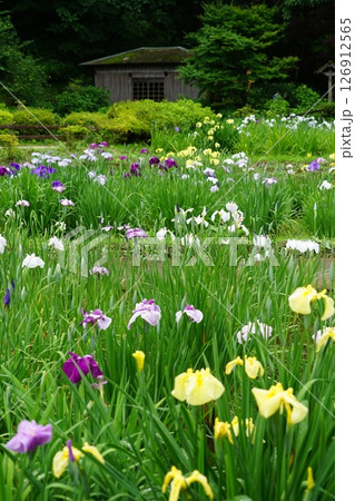 東京都町田市の薬師池公園の花しょうぶと水車小屋の風景 東京都町田市の薬師池公園の花しょうぶと水車小屋の風景 126912565