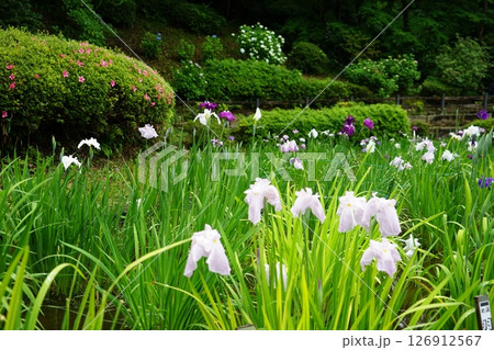 東京都町田市の薬師池公園の花しょうぶの風景 126912567