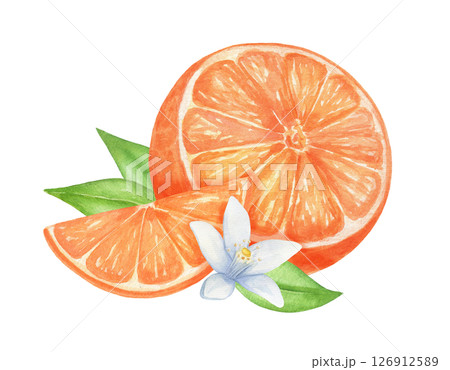 Orange with flower and leaves hand drawn watercolor composition on isolated background. 126912589