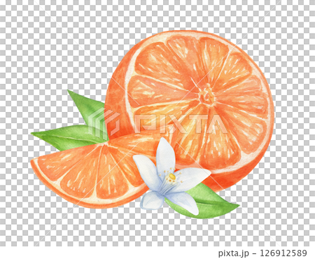 Orange with flower and leaves hand drawn watercolor composition on isolated background. 126912589