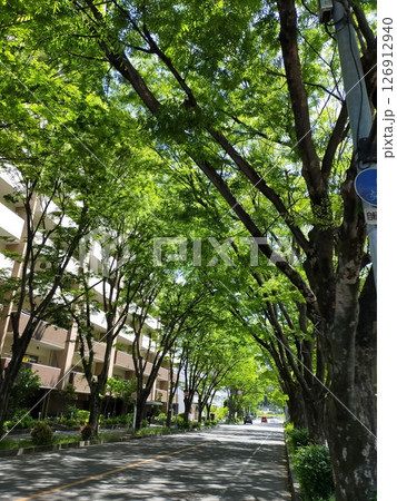 枚方市 こもれびの新緑のけやき通り 枚方市 こもれびの新緑のけやき通り 126912940