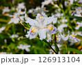雑木林の木陰に咲く可憐で優雅なシャガの花 126913104