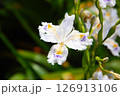 日陰でも明るく咲く白いシャガの花 126913106