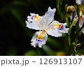芸術作品のように美しいシャガの花 126913107
