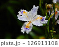 鳥が羽ばたいているように見える花弁が美しいシャガの花 126913108