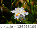 紫と黄色の模様の花弁が優雅なシャガの花 126913109
