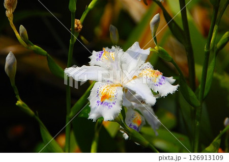 紫と黄色の模様の花弁が優雅なシャガの花 126913109