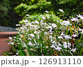 公園で見つけたシャガの群生 126913110