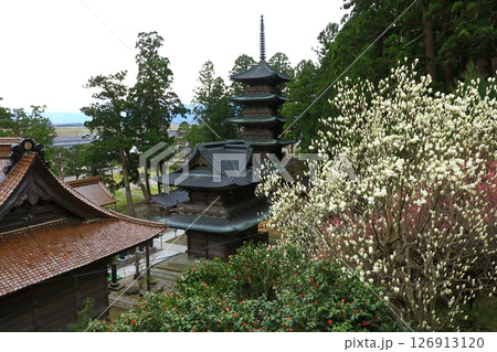 龍澤山　善寳寺　五重塔と満開のモクレン 126913120