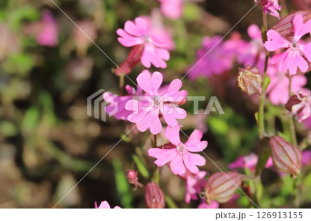 春の庭に咲くフクロナデシコ（シレネ・ペンデュラ）のピンク色の花 126913155