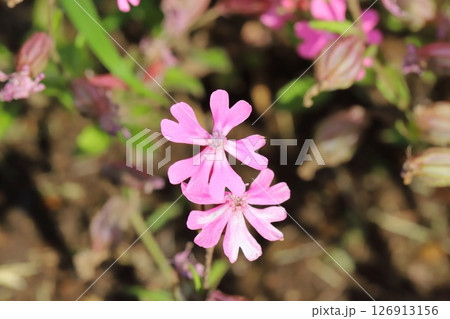 春の庭に咲くフクロナデシコ（シレネ・ペンデュラ）のピンク色の花 126913156