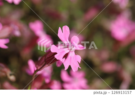春の庭に咲くフクロナデシコ(シレネ・ペンデュラ)のピンク色の花 春の庭に咲くフクロナデシコ(シレネ・ペンデュラ)のピンク色の花 126913157