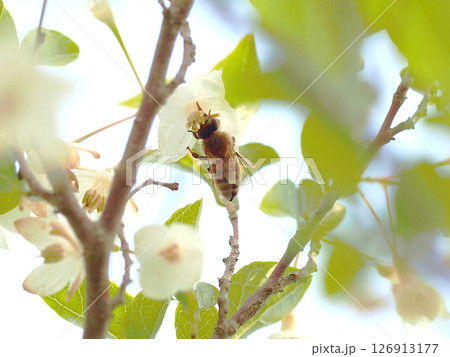 エゴノキの花芯をまさぐるミツバチ（チシャノキの花と蜜蜂） 126913177