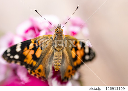 Pink lady butterfly on some sweet William flowers. High quality photo Pink lady butterfly on some sweet William flowers. High quality photo 126913199