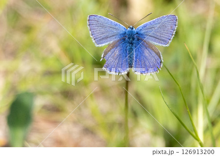 Common holly blue butterfly on a flower. High quality photo Common holly blue butterfly on a flower. High quality photo 126913200