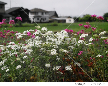 白いオルレアと赤いムシトリナデシコの花々（春の香長平野とオルラヤとコマチソウ） 126913596
