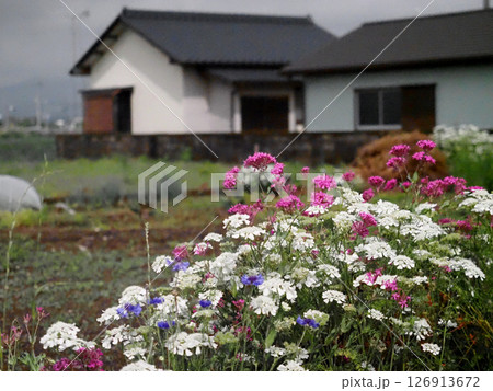 春の香長平野に咲いた青いヤグルマギクと白いオルレアと赤いムシトリナデシコの花々 126913672