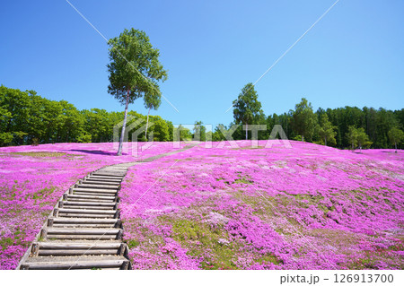 芝ざくら滝上公園 北海道 芝ざくら滝上公園 北海道 126913700