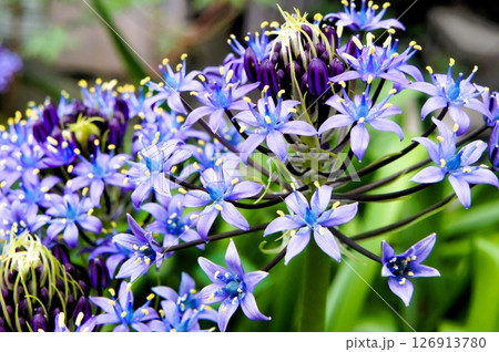 オオツルボの青い花 126913780