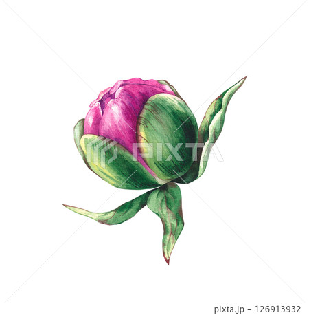 Watercolor peony flower isolated on white Watercolor peony flower isolated on white 126913932
