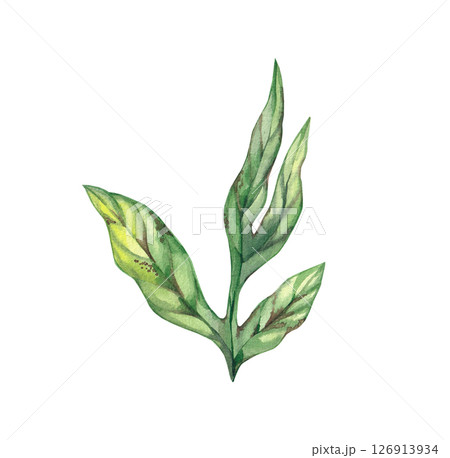 Watercolor peony flower isolated on white 126913934