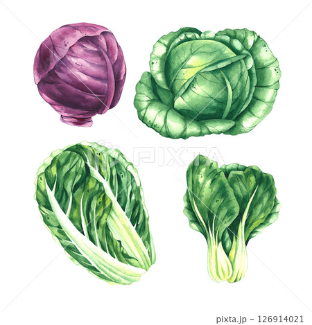 cabbage watercolor hand drawn illustrations 126914021