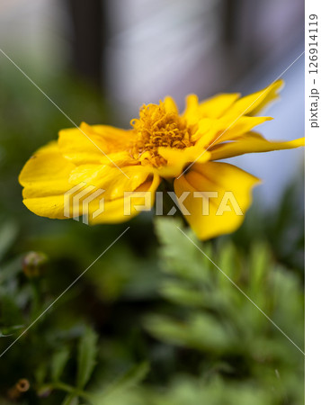 ベランダで育てやすいマリーゴールド 126914119