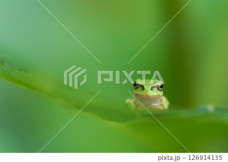 可愛い表情で葉の上のアマガエル真正面緑色背景 可愛い表情で葉の上のアマガエル真正面緑色背景 126914135