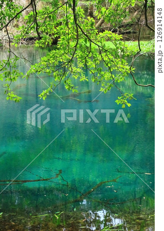 神秘の泉 丸池様 神秘の泉 丸池様 126914148