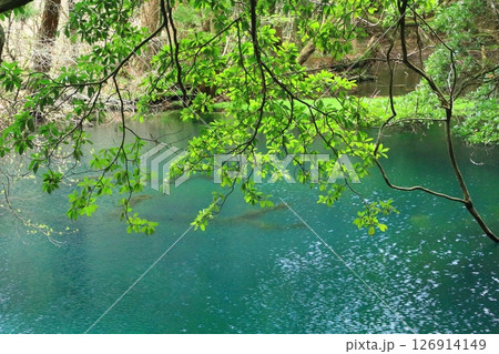 神秘の泉 丸池様 神秘の泉 丸池様 126914149