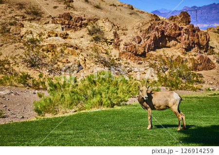Bighorn Sheep in Desert Landscape at Eye Level Boulder City Nevada 126914259