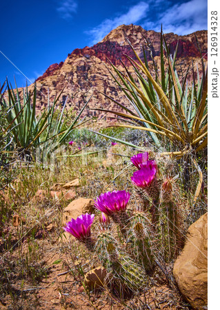 Blooming Magenta Cacti and Desert Wildflowers with Rocky Mountain Low Angle View 126914328