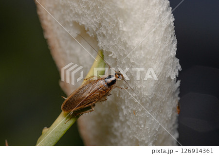 チャバネゴキブリの素材写真　トラップの食パンに食いついているゴキブリ 126914361