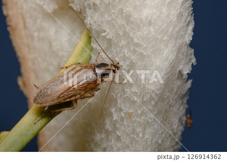 チャバネゴキブリの素材写真 トラップの食パンに食いついているゴキブリ チャバネゴキブリの素材写真 トラップの食パンに食いついているゴキブリ 126914362
