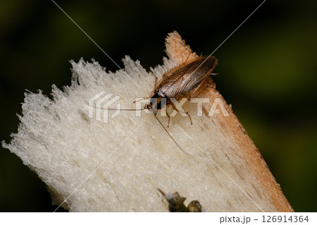 チャバネゴキブリの素材写真 トラップの食パンに食いついているゴキブリ チャバネゴキブリの素材写真 トラップの食パンに食いついているゴキブリ 126914364