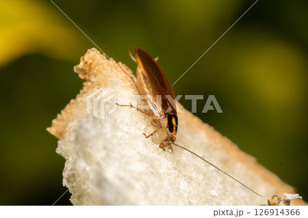 チャバネゴキブリの素材写真 トラップの食パンに食いついているゴキブリ チャバネゴキブリの素材写真 トラップの食パンに食いついているゴキブリ 126914366